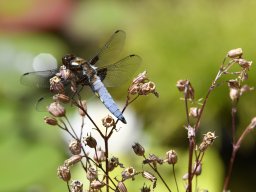 Plattbauchlibelle